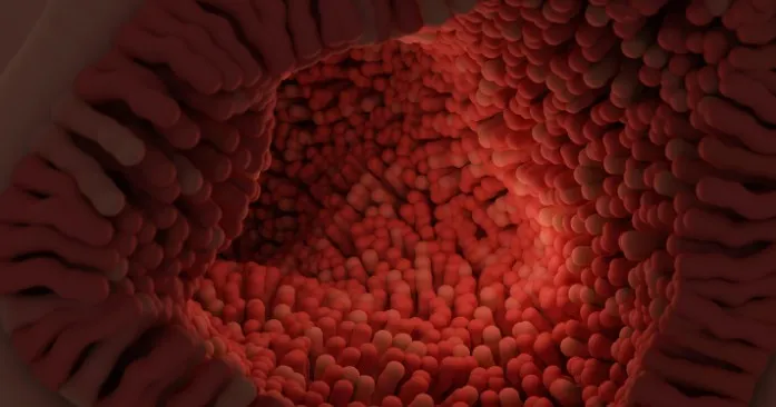 regeneracion-intestinal-celulas-madre