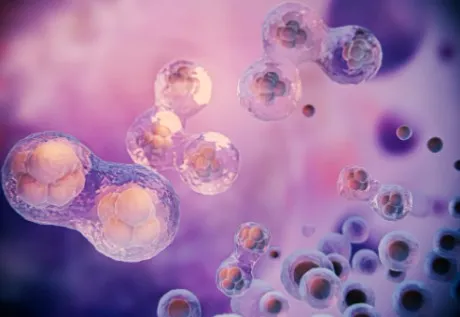 el cordón umbilical tiene células madre recolectadas por VidaCel